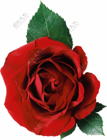 一朵红玫瑰免抠png透明图层素材