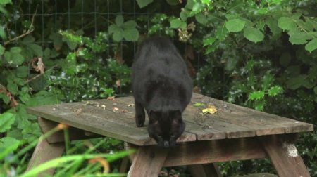 黑猫跳下桌子