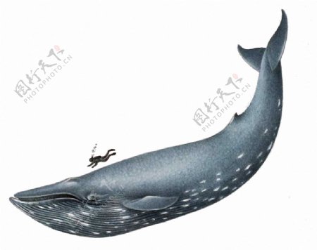 手绘可爱的鲸鱼免抠png透明素材