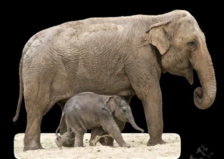 大象母子图片免抠png透明素材