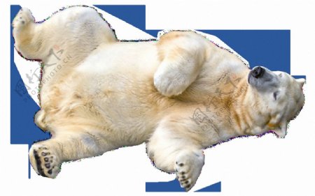躺地上的北极熊免抠png透明素材