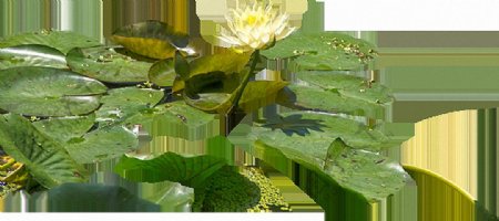 绿色睡莲叶子免抠png透明图层素材