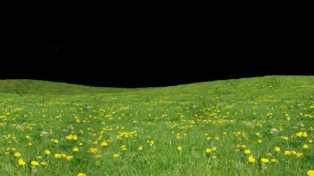黄色鲜花绿色草地免抠png透明图层素材