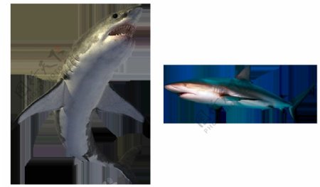 灰色鲨鱼免抠png透明图层素材