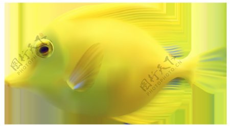 黄色海底热带鱼免抠png透明图层素材