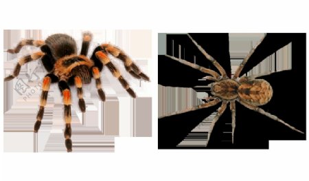 各种蜘蛛免抠png透明图层素材