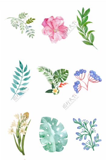 手绘彩植物素材