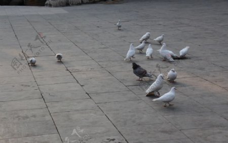 广场上的和平鸽
