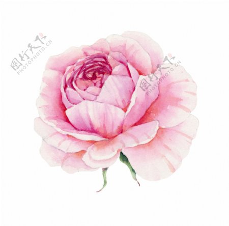 绽放粉色花卉卡通透明素材