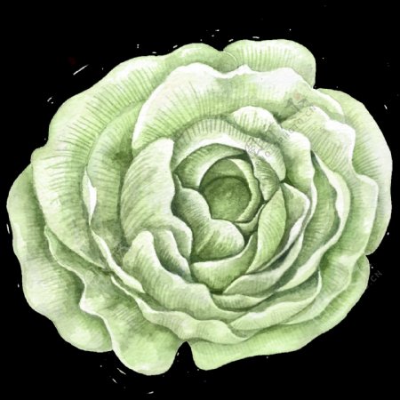 白菜绿花卡通透明素材