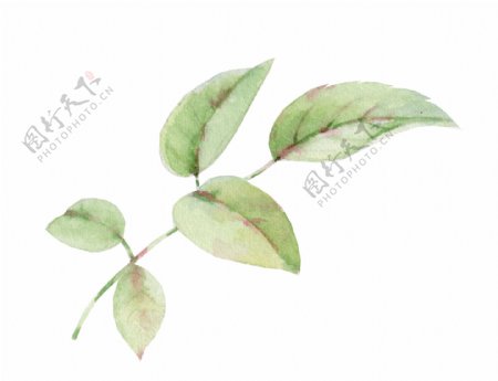 常见植物树叶卡通透明素材