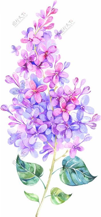 手绘紫色花朵png元素素材