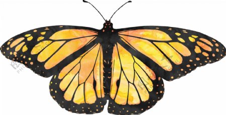 黄翅黑边蝴蝶卡通透明装饰素材