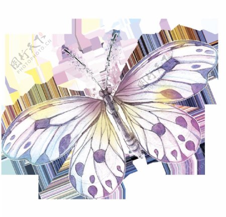 方斑蝴蝶卡通透明装饰素材