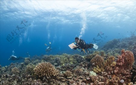 潜水珊瑚