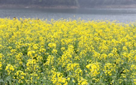 油菜花田