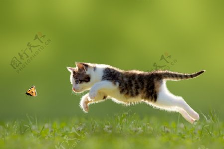 奔跑的猫咪