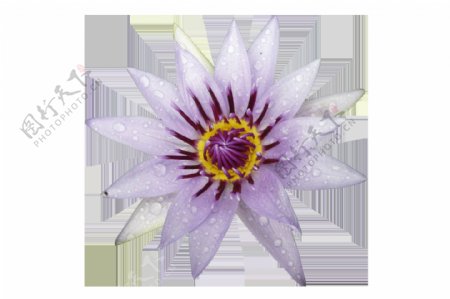 现实花卉卡通水彩透明素材