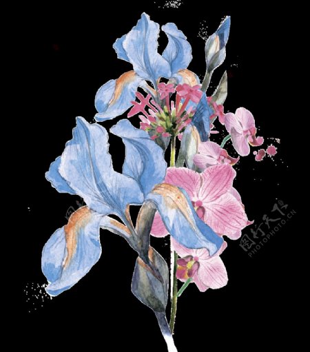 手绘水彩夏堇花和鸢尾花png透明素材