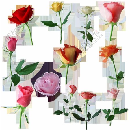 各种颜色玫瑰花png透明素材