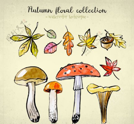 7款彩绘秋季树叶和4款蘑菇