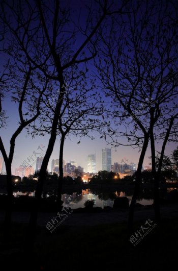 树剪影下的城市夜景