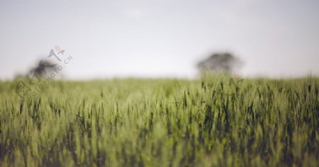 野草草地