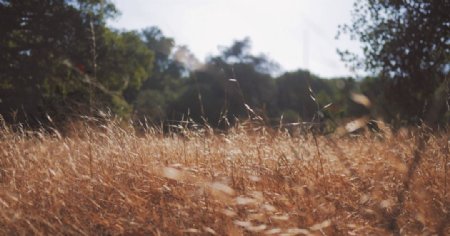 野草草地