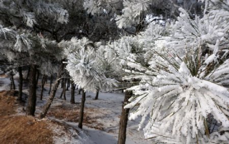 冬天松树树挂