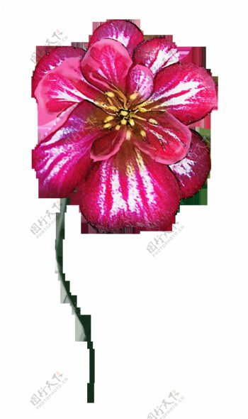 一朵颜色鲜艳的花png透明素材