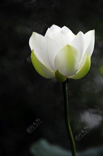一朵白莲花