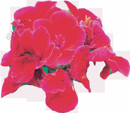 手绘花团锦束花朵png透明素材