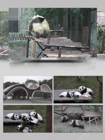 4K超清实拍成都熊猫繁育基地视频素材