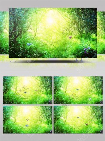 唯美森林童话两只蝴蝶入森林视频素材