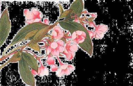 手绘逼真花卉透明装饰素材