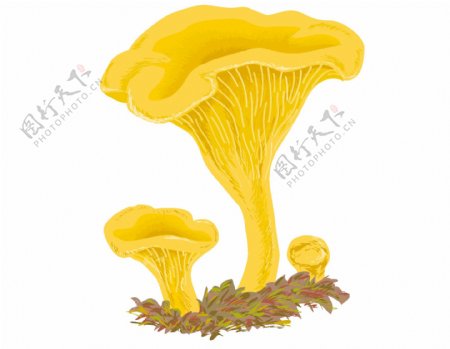 金色蘑菇插画png元素