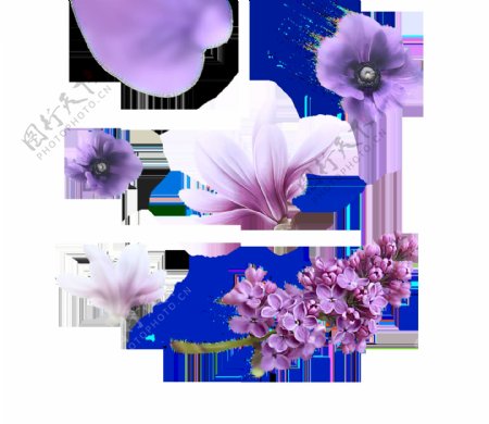 紫色玉兰花插画png元素
