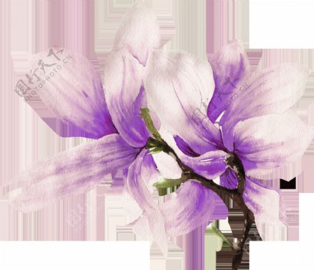 手绘紫色木兰花PNG透明素材