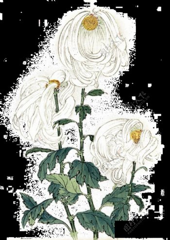 白色手绘菊花装饰元素