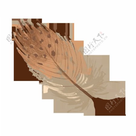手绘褐色羽毛元素