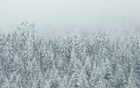 林海雪原