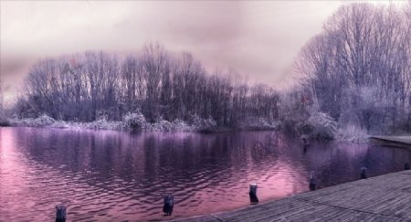 冬天紫色的树林
