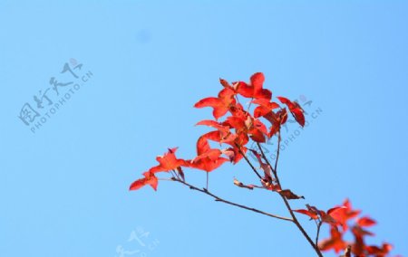 冬日里的红枫