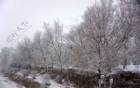 冬天雪树挂