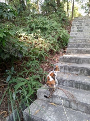 小猫爬山小猫爬楼梯包里的猫