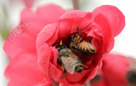 两只蜜蜂在桃花里采蜜