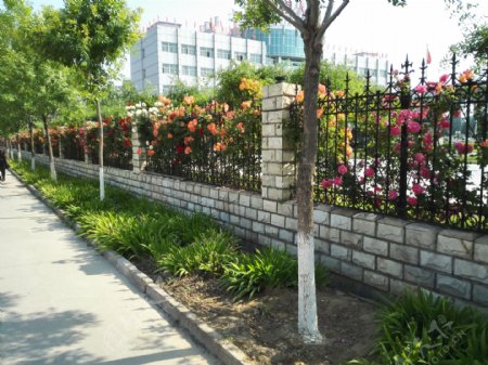 栏杆边的花朵