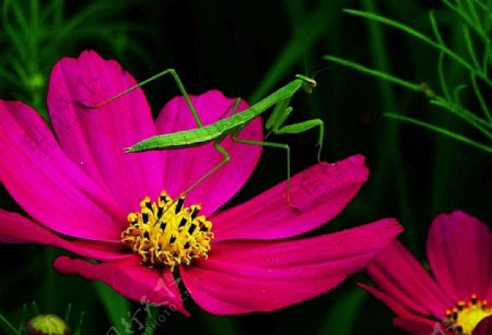 花与螳螂