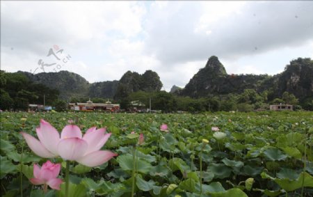 陆川县龙珠湖荷塘远景