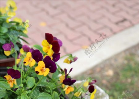 阳台黄紫植物
